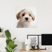 Cute Havanese Puppy Hond Portret Poster (2) (Thuiskantoor)