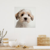 Cute Havanese Puppy Hond Portret Poster (2) (Keuken)