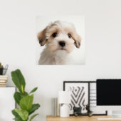 Cute Havanese puppy-hond-portretposter (2) Poster (Thuiskantoor)
