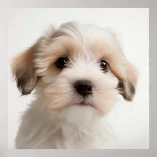 Cute Havanese puppy-hond-portretposter (2) Poster