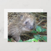 Cute Hedegel DIY Briefkaart (Voorkant / Achterkant)