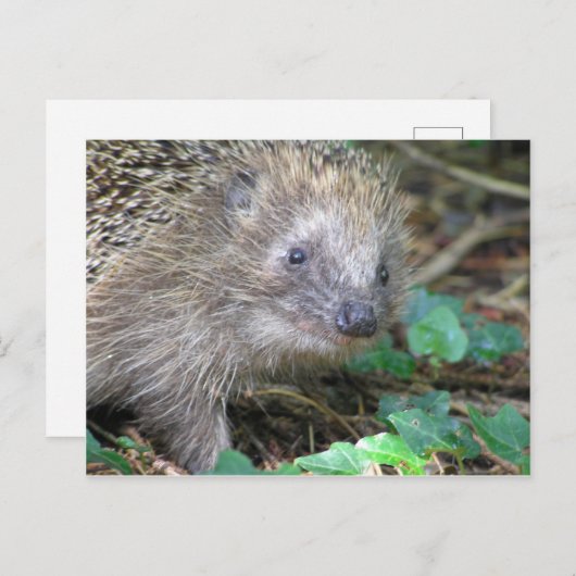 Cute Hedegel DIY Briefkaart (Voorkant / Achterkant)