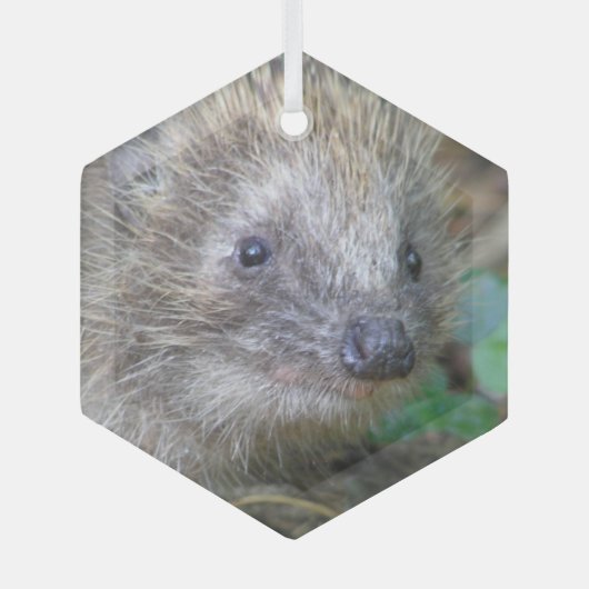 Cute Hedégel g kerstglas Ornament (Voorkant)