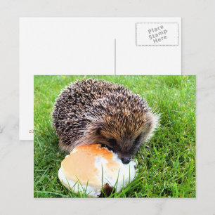 CUTE HEDGEHOG BRIEFKAART