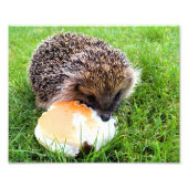 CUTE HEDGEHOG FOTO AFDRUK (Voorkant)