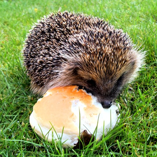 CUTE HEDGEHOG FOTO AFDRUK