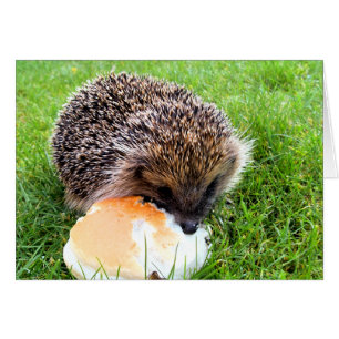 CUTE HEDGEHOG Kaart