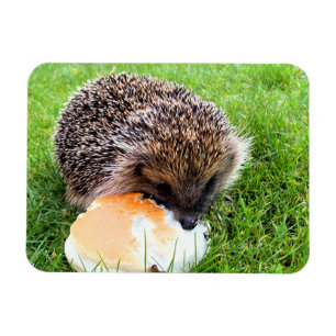 CUTE HEDGEHOG MAGNEET