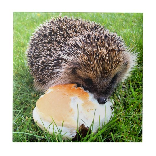 CUTE HEDGEHOG TEGELTJE (Voorkant)