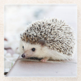 Cute Hedgel Baby Glazen Onderzetter