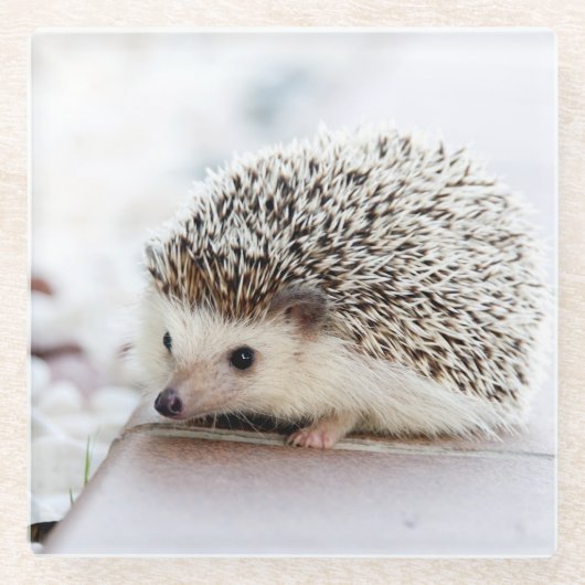 Cute Hedgel Baby Glazen Onderzetter (Voorkant)