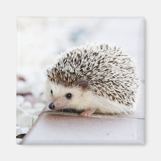 Cute Hedgel Baby Magneet (Voorkant)