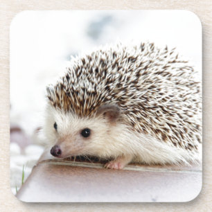 Cute Hedgel Bier Onderzetter