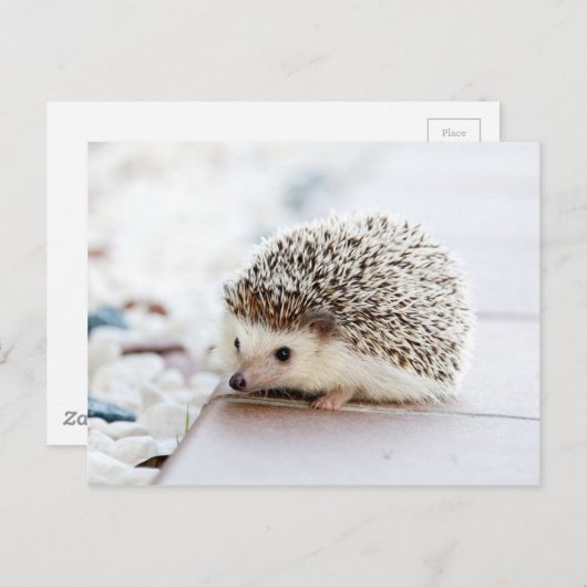 Cute Hedgel Briefkaart (Voorkant / Achterkant)