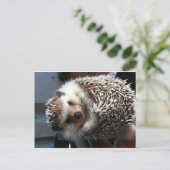 Cute Hedgel Briefkaart (Staand voorkant)