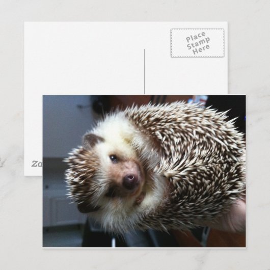 Cute Hedgel Briefkaart (Voorkant / Achterkant)