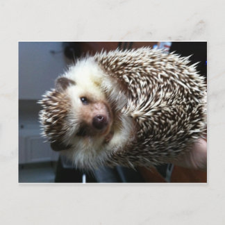 Cute Hedgel Briefkaart