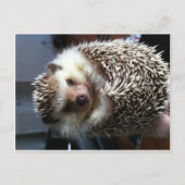 Cute Hedgel Briefkaart (Voorkant)