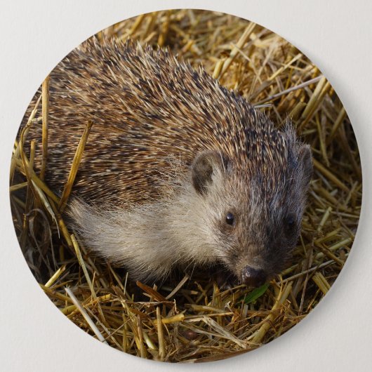 Cute hedgel in Stubble Field Ronde Button 6,0 Cm (Voorkant)