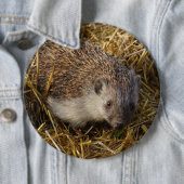 Cute hedgel in Stubble Field Ronde Button 6,0 Cm (In situ)