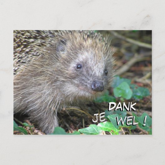Cute Hedkel Dankje Briefkaart (Voorkant)