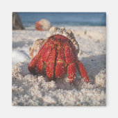 Cute Hermit Crab op White Sandy Beach Close Magneet (Voorkant)