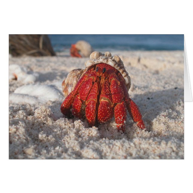 Cute Hermit Crab op White Sandy Beach Closeup (Voorkant Horizontaal)