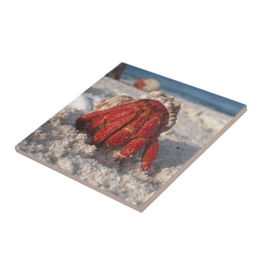 Cute Hermit Crab op White Sandy Beach Closeup Tegeltje (Zijkant)