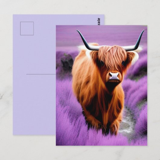 Cute Highland Koe in Lavender Field Briefkaart (Voorkant / Achterkant)