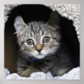 Cute Highland Lynx Kitten Poster (Voorkant)