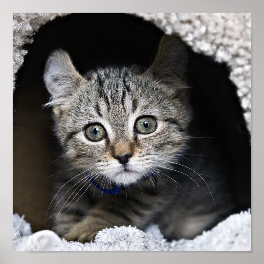 Cute Highland Lynx Kitten Poster (Voorkant)