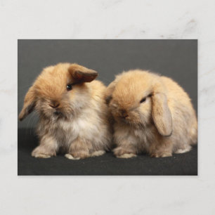 Cute Holland Lop Kits Briefkaart