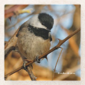 Cute Hopeful Black Capped Chickadee Songbird Glazen Onderzetter (Voorkant)