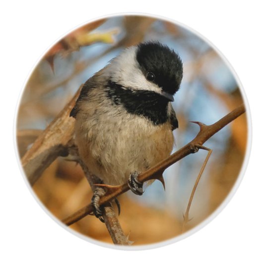 Cute Hopeful Black Capped Chickadee Songbird Keramische Knop (Voorkant)