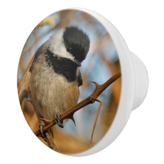 Cute Hopeful Black Capped Chickadee Songbird Keramische Knop (Rechts)