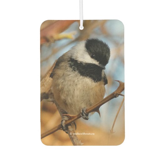 Cute Hopeful Black Capped Chickadee Songbird Luchtverfrisser (Voorkant)