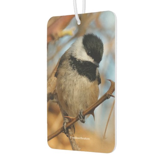 Cute Hopeful Black Capped Chickadee Songbird Luchtverfrisser (Links)