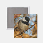 Cute Hopeful Black Capped Chickadee Songbird Magneet (Voorkant / Achterkant)