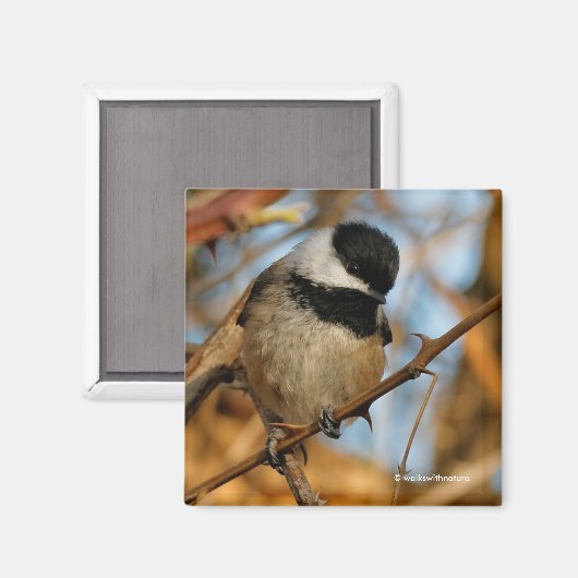 Cute Hopeful Black Capped Chickadee Songbird Magneet (Voorkant / Achterkant)