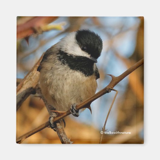 Cute Hopeful Black Capped Chickadee Songbird Magneet (Voorkant)