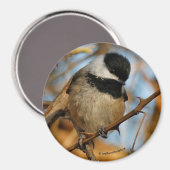 Cute Hopeful Black Capped Chickadee Songbird Magneet (Voorkant / Achterkant)