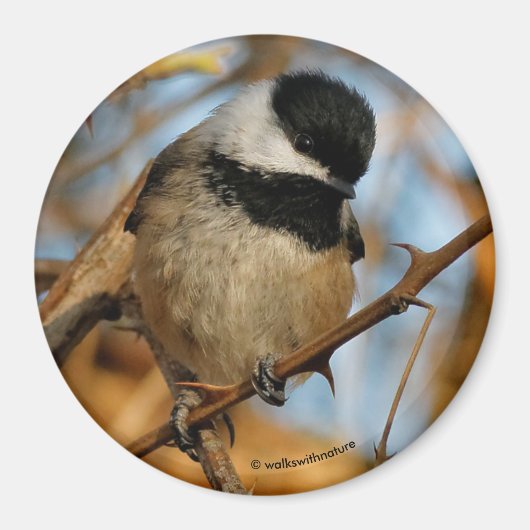 Cute Hopeful Black Capped Chickadee Songbird Magneet (Voorkant)