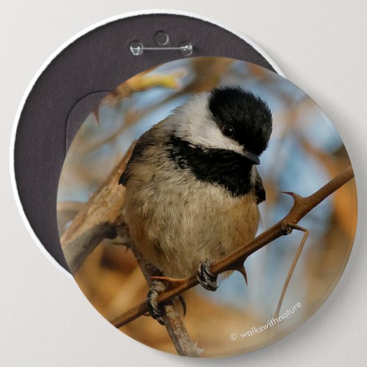 Cute Hopeful Black Capped Chickadee Songbird Ronde Button 6,0 Cm (Voorkant /achterkant)