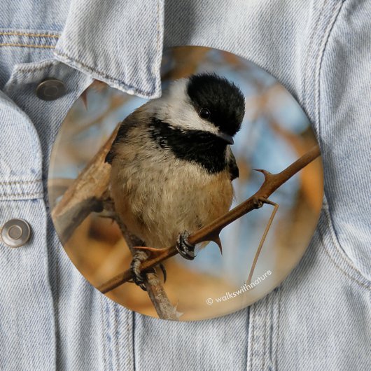 Cute Hopeful Black Capped Chickadee Songbird Ronde Button 6,0 Cm (In situ)