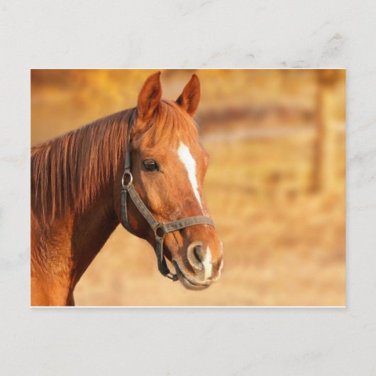 CUTE HORSE BRIEFKAART (Voorkant)