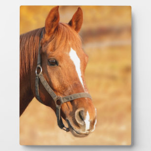 CUTE HORSE FOTOPLAAT