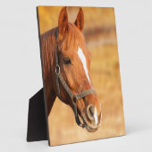 CUTE HORSE FOTOPLAAT (Zijkant)