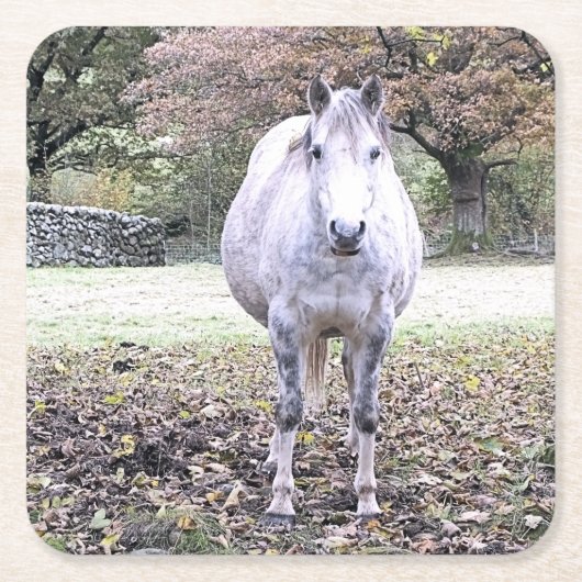 CUTE HORSE KARTONNEN ONDERZETTERS (Voorkant)