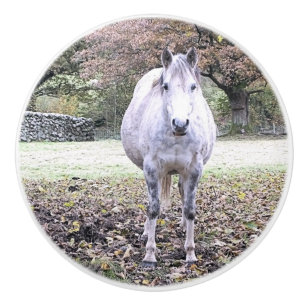 CUTE HORSE KERAMISCHE KNOP