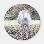 CUTE HORSE   MAGNEET (Voorkant)